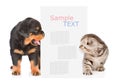 Dog and cat peeks out from behind the billboard and looking at t Royalty Free Stock Photo