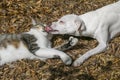 The dog and the cat are playing on the ground Royalty Free Stock Photo