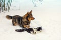 Dog and cat playing in snow