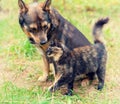 Dog and cat playing together Royalty Free Stock Photo