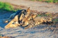 Dog and cat playing together Royalty Free Stock Photo