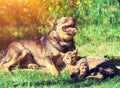 Dog and cat playing together Royalty Free Stock Photo