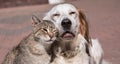 Dog and cat friendship, cat and dog in love Royalty Free Stock Photo