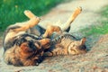 Dog and cat playing together outdoor Royalty Free Stock Photo