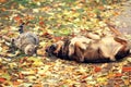 Dog and cat playing together outdoor Royalty Free Stock Photo