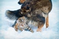 Dog and cat playing together in the snow Royalty Free Stock Photo