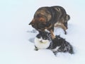 Dog and cat playing together in snow Royalty Free Stock Photo