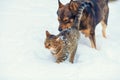 Dog and cat playing together in the snow Royalty Free Stock Photo