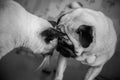 Dog and cat portrait black and white, stylish photo friendship o Royalty Free Stock Photo