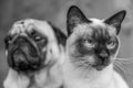 Dog and cat portrait black and white, stylish photo friendship o Royalty Free Stock Photo