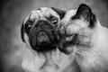 Dog and cat portrait black and white, stylish photo friendship o Royalty Free Stock Photo