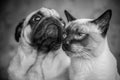 Dog and cat portrait black and white, stylish photo friendship o Royalty Free Stock Photo