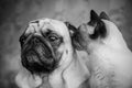 Dog and cat portrait black and white, stylish photo friendship o Royalty Free Stock Photo