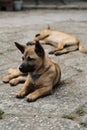 Dog and Cat together wide angle, Royalty Free Stock Photo