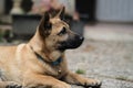 Dog and Cat together wide angle, Royalty Free Stock Photo