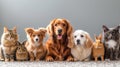 A dog, a cat, a rabbit, a guinea pig, a chinchilla and an iguana sit in a row and look at the camera Royalty Free Stock Photo