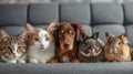 A dog, a cat, a rabbit, a guinea pig, a chinchilla and an iguana sit in a row and look at the camera Royalty Free Stock Photo