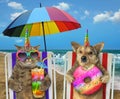 Dog and cat resting on the beach Royalty Free Stock Photo