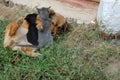 Dog and cat resting together. Dog and kitten friends Royalty Free Stock Photo