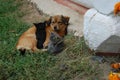 Dog and cat resting together. Dog and kitten friends Royalty Free Stock Photo