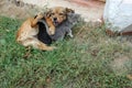 Dog and cat resting together. Dog and kitten friends Royalty Free Stock Photo