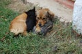 Dog and cat resting together. Dog and kitten friends Royalty Free Stock Photo