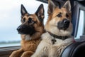 dog and cat sitting in cockpit of passenger plane, keeping watch over the flight