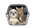 Dog and cat are sitting in the container box -- isolated on whit Royalty Free Stock Photo