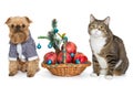 Dog and cat sitting near a Christmas basket Royalty Free Stock Photo