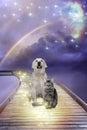 Dog and cat sitting on rainbow bridge like a spiritual topic of eternal soul of animals Royalty Free Stock Photo