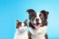 A Dog and a Cat Sitting Together Royalty Free Stock Photo