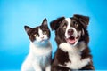 A Dog and a Cat Sitting Together Royalty Free Stock Photo