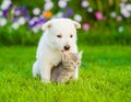 Dog with cat sitting together on green grass Royalty Free Stock Photo
