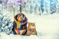 Dog and cat sitting together near Christmas tree