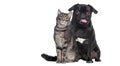 Dog and cat Sitting together. The pug is panting and look happy. both are looking at the camera Royalty Free Stock Photo