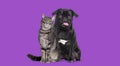 Dog and cat Sitting together. The pug is panting and look happy. both are looking at the camera. Isolated on purple background Royalty Free Stock Photo