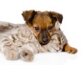 Dog and cat sleeping. isolated on white background Royalty Free Stock Photo