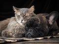 Dog and cat sleeping together cute hugging each other Royalty Free Stock Photo