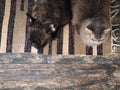 Dog and cat sleeping together on the floor Mat. The view from the top Royalty Free Stock Photo