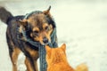 Dog and cat sniffing each other in winter