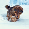 Dog and cat in snow Royalty Free Stock Photo