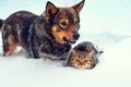 Dog and cat in snow Royalty Free Stock Photo