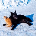 Dog and cat in the snow. Winter. Friends animals. Frost and cold. Royalty Free Stock Photo