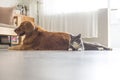 A Dog and A cat snuggle together Royalty Free Stock Photo