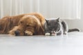 A Dog and A cat snuggle together