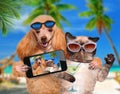 Dog with cat taking a selfie together with a smartphone Royalty Free Stock Photo