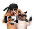 Dog with cat taking a selfie together with a smartphone Royalty Free Stock Photo