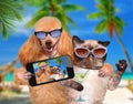 Dog with cat taking a selfie together with a smartphone Royalty Free Stock Photo