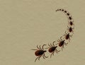 Dog or cat tick invasion - aka Black legged deer tick