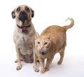 Dog and Cat Together Royalty Free Stock Photo